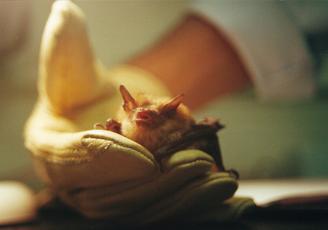 big brown bat - Moss Lab